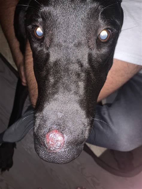 Do Dogs Lick Ringworm