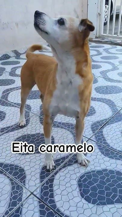 Cachorrinho Caramelo Tá Correndo Atrás De Mim🐕 Youtube