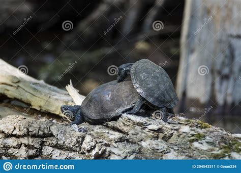 The European Pond Turtle Mating In Flooded Forest Stock Image Image