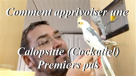 Comment Apprivoiser Une Calopsitte Cockatiel Premiers Pas Youtube