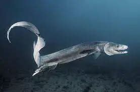 Frilled Shark Facts | Frilled Shark Habitat & Diet