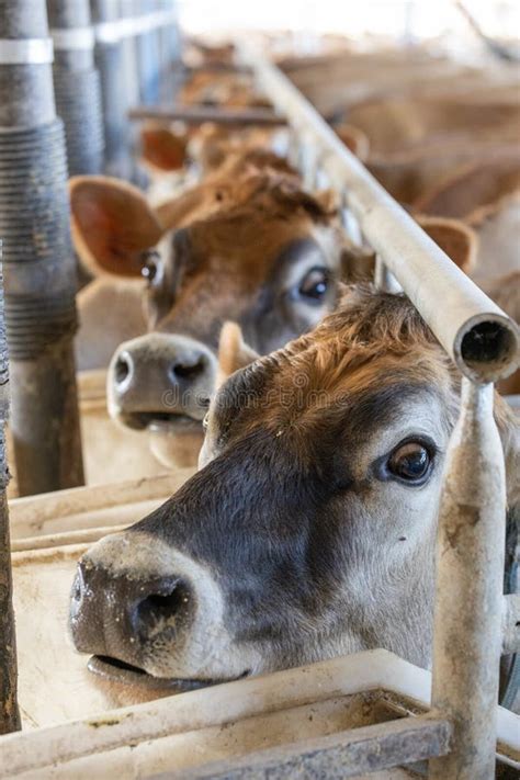 Dairy Cows Being Milked Stock Photos Free Royalty Free Stock Photos