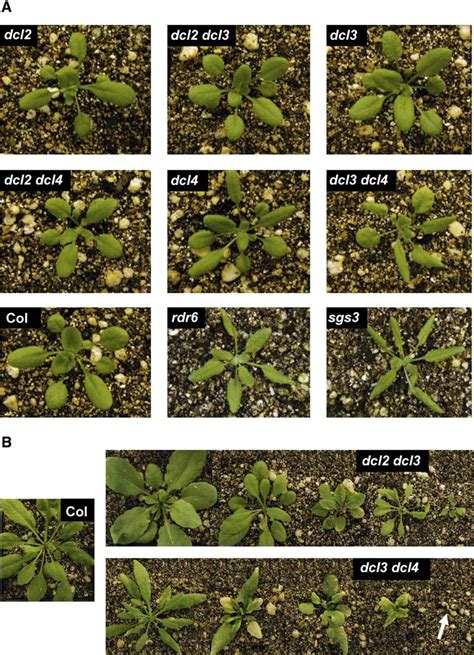 Figure 3 From Partially Redundant Functions Of Arabidopsis DICER Like