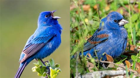 Indigo Bunting Vs Blue Grosbeak 5 Key Differences