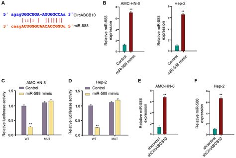 Circular RNA ABCB10 Contributes To Laryngeal Squamous Cell Carcinoma