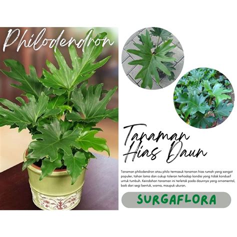 Jual Tanaman Hias Philodendron Selloum Jendron Shopee Indonesia