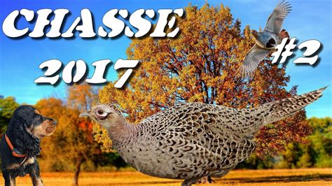 Chasse Aux Petits Gibiers 2016 2017 2 Faisans Et Perdrix Au Calibre 28