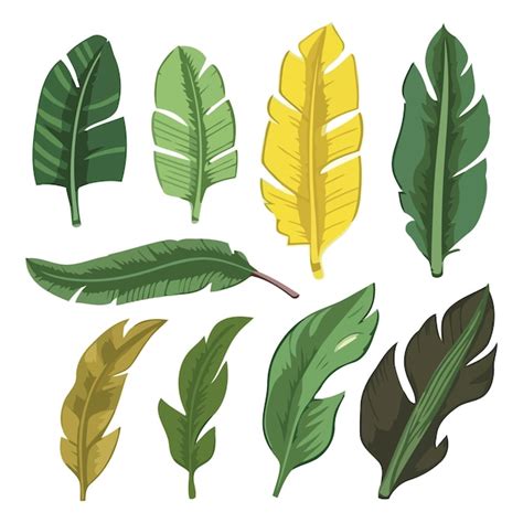 Premium Vector Tropical Banana Leaves Vector Illustration