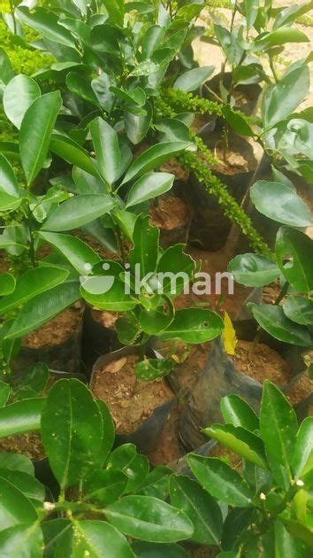 Jama Naran plant ජම නරන for Sale in Homagama ikman