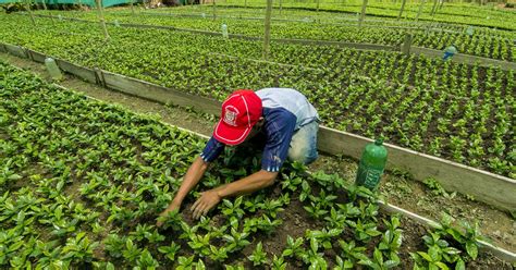 Propuesta Cultivos Alternativos