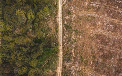 Día de la Sobrecapacidad de la Tierra 2023 Hoy agotamos los recursos