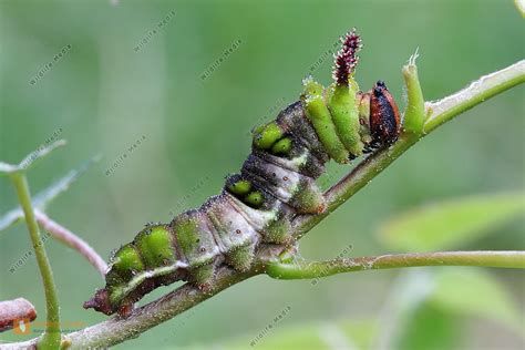 Gro Er Eisvogel Raupe Bild Bestellen Naturbilder Bei Wildlife Media