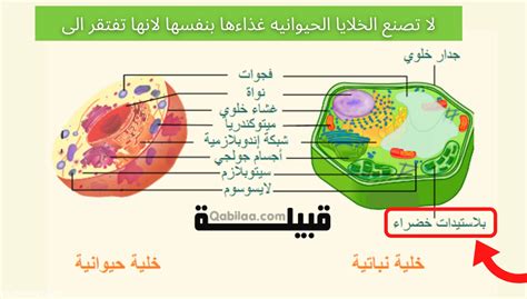 هل تصنع الخلايا الحيوانية غذائها بنفسها قبيلة