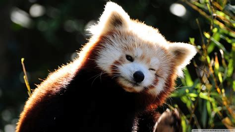 Red Panda wallpaper | 1920x1080 | #46601