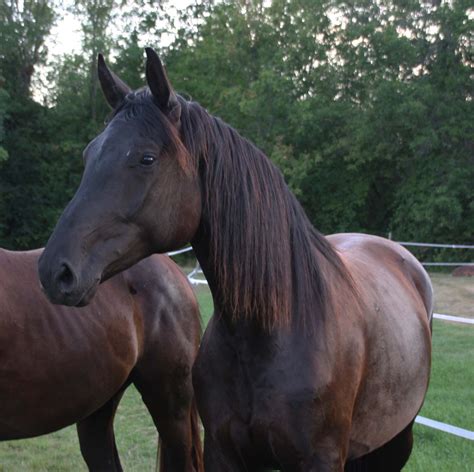 Bohѐme Red Gate Sporthorses