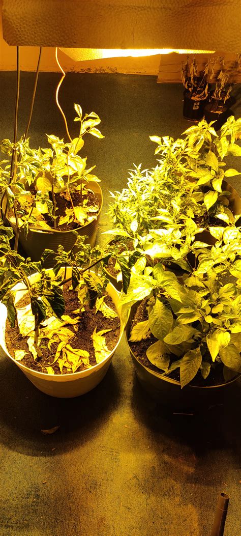 Ghost pepper plants on 17-7 light cycle, leaves yellow and drop