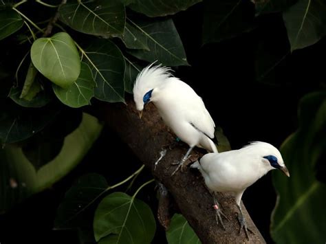 Bali Myna Bird Stocky Free Photo On Pixabay