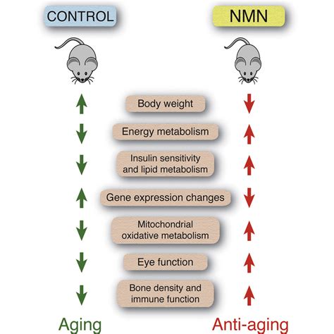 Long Term Administration Of Nicotinamide Mononucleotide Mitigates Age