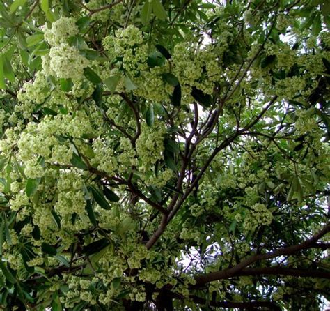 Aphrodisiac: Dita (Alstonia Scholaris) | The Poison Diaries