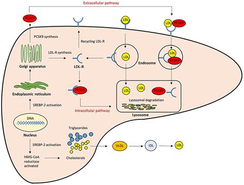 Ингибиторы pcsk9 для снижения холестерина фото презентация