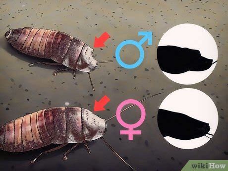 How to Breed Hissing Cockroaches: 11 Steps (with Pictures)