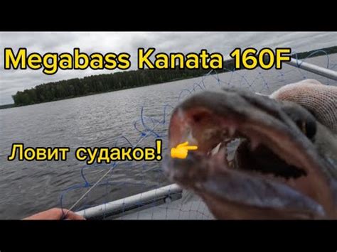 Скоростной троллинг. Первый судак на Мегабасс Каната 160 - YouTube