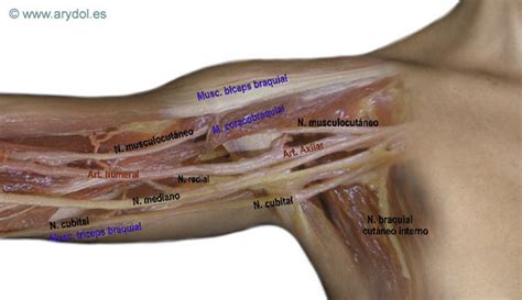 Arydol Neuroestimulaci N Bloqueo Axilar Del Plexo Braquial