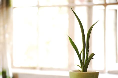 Sansevieria Come Curarla E Farla Stare In Salute