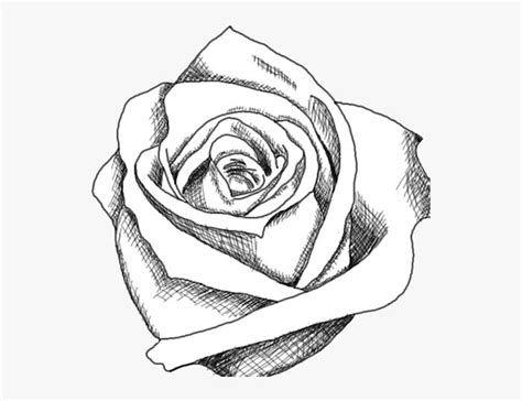 Blanco Y Negro Dibujo Rosa Ideas De Dibujos Faciles Y Bonitos De Rosas