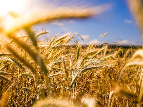 Acres Of Memories — National Black Farmers Association