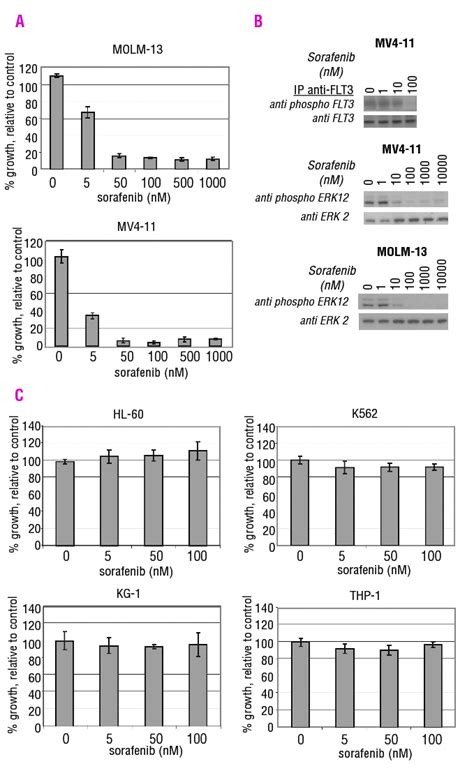 Sorafenib Potently Inhibits Cell Growth Of Mv4 11 And Molm 13 Cells