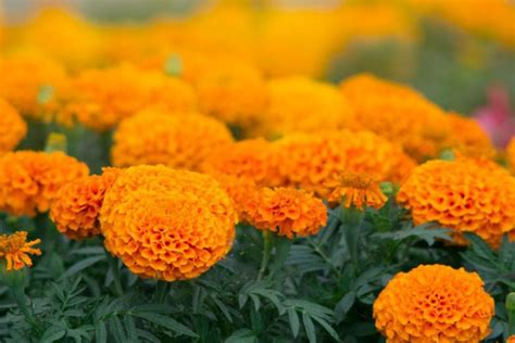 Tagetes erecta Big Duck Orange F1 (African Marigold)