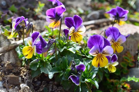 Viola Tricolor With Leaves A Handfull Of Color Pristine Illusion