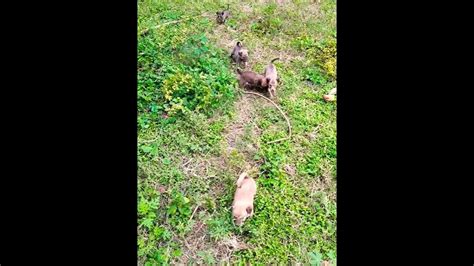 Cute Puppies 🐶 Lover Playing With Cute Puppies Youtube