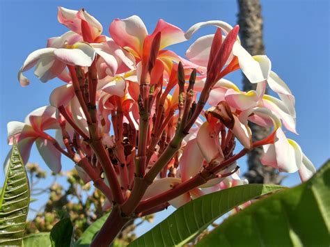 Propagating Plumeria Gardening In La