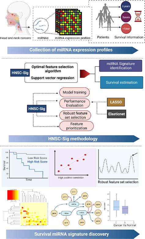 System Flow Chart Step 1 Collection Of Mirna Expression Data From