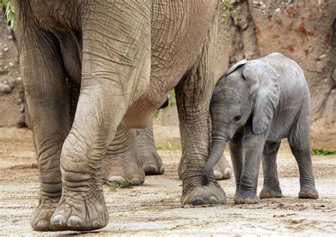 Photos: Baby elephant debuts at Reid Park Zoo