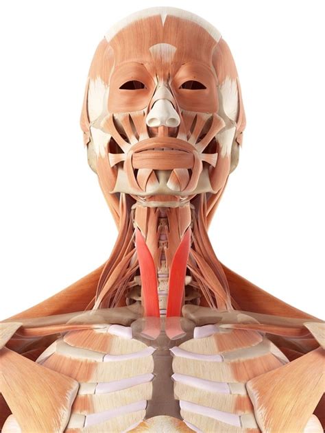 M Sculos Del Cuello Funciones Y Anatom A Anterior Lateral Posterior