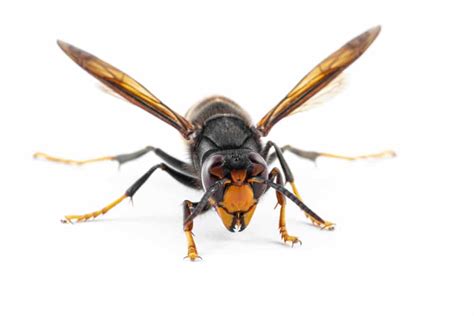 What are most aggressive wasps - Pestcontrolkitchener.ca