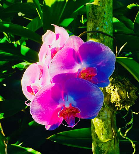 Download Moth Orchid Flowers Picture | Wallpapers.com