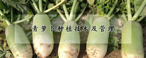 青萝卜种植技术及管理 —【发财农业网】