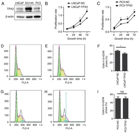 Tpx2 Expression And Function In Prostate Tumor Cell Lines A Western