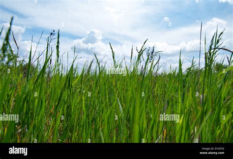 green grass and blue sky Stock Photo - Alamy