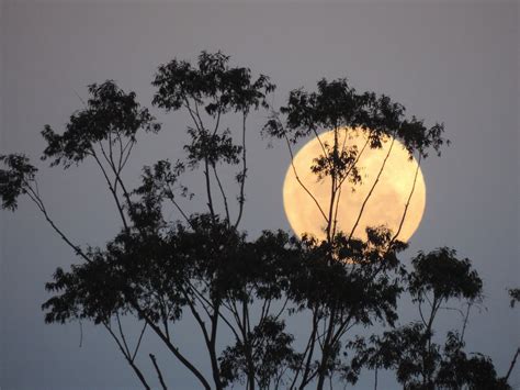 È in arrivo la Superluna del Cervo ecco quando avremo la luna più luminosa