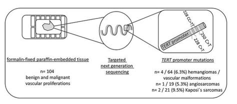 Dermato Free Full Text Rare Tert Promoter Mutations Present In