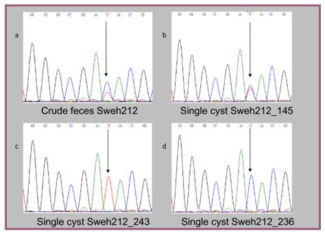 Sequence Chromatograms Of Nucleotide Variations Chromatogram Of A Download Scientific Diagram