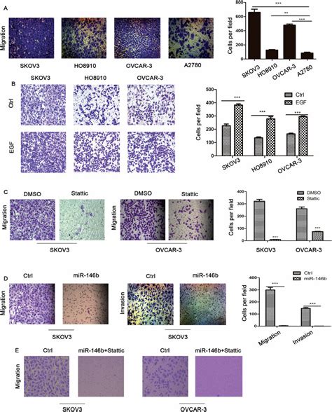 Effect Of Egfr Il Stat Signalling And Mir B Expression On Ovarian