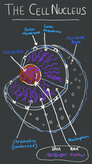 Nucleus Lesson for Kids: Definition & Function - Lesson | Study.com