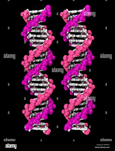 Space filling model dna hi-res stock photography and images - Alamy