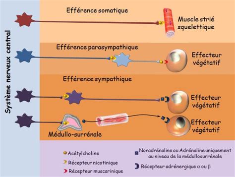 Physiologie Des Syst Mes Int Gr S Les Principes Et Fonctions Pour